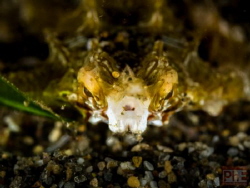 face to face
it took me a lot of patience until this lit... by Philippe Eggert 